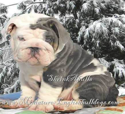 blue bulldog puppies for sale